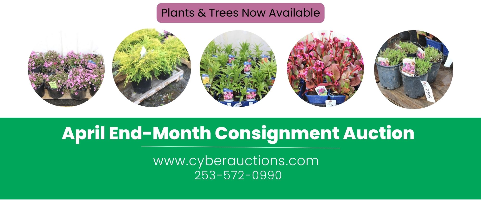 Growing Plants Blog Instagram Story  (12 × 5 in) (7)